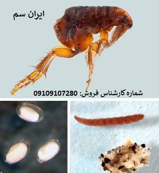 کک کش بایر آلمان با سموم شرکت ایران سم