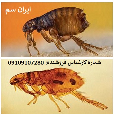 نابودی کک با سم بایر آلمان