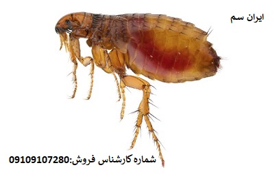 نابودی کک با بهترین سم خارجی